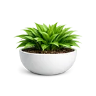 Bowl planter