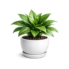 Round pot