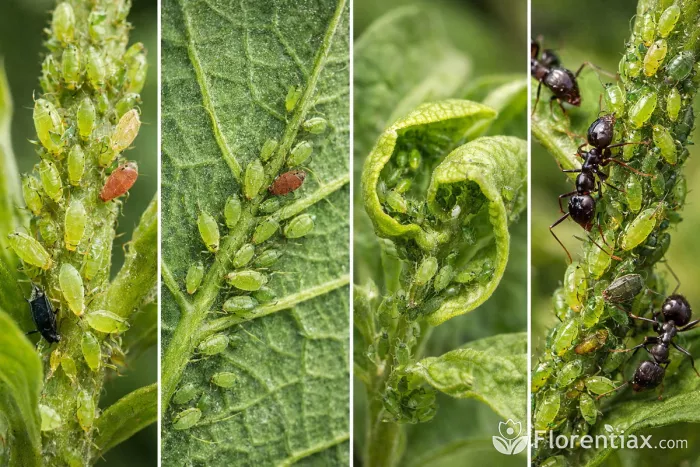 Aphids infestation on plant stems and leaves