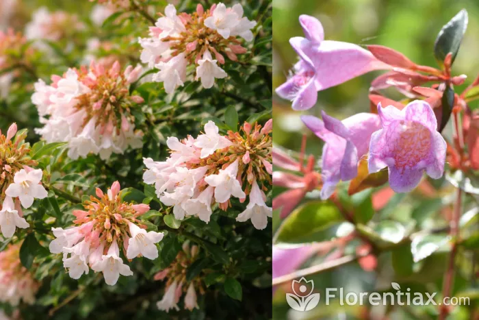 Abelia shrub flowers close up