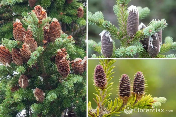 Abies balsamea cones on fir tree