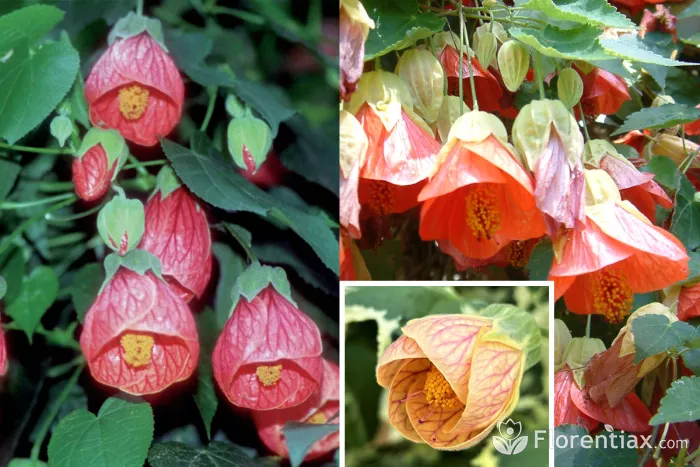 Abutilon - Flowering Plant
