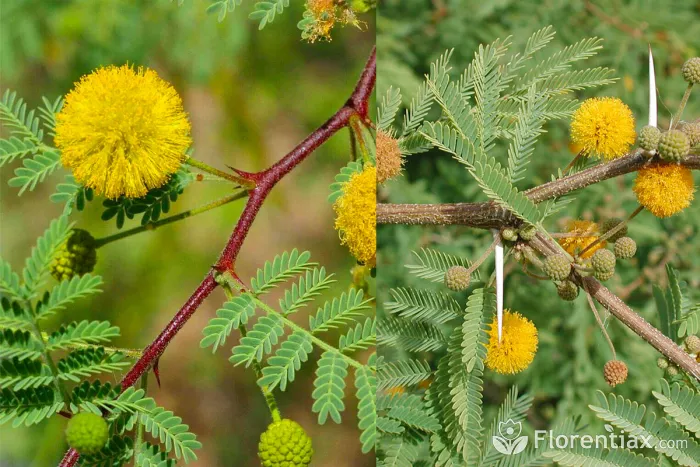 Acacia farnesiana Sweet Acacia