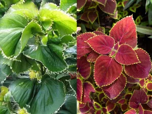 Acalypha — Tropical Foliage Plant With Moderate Care Needs