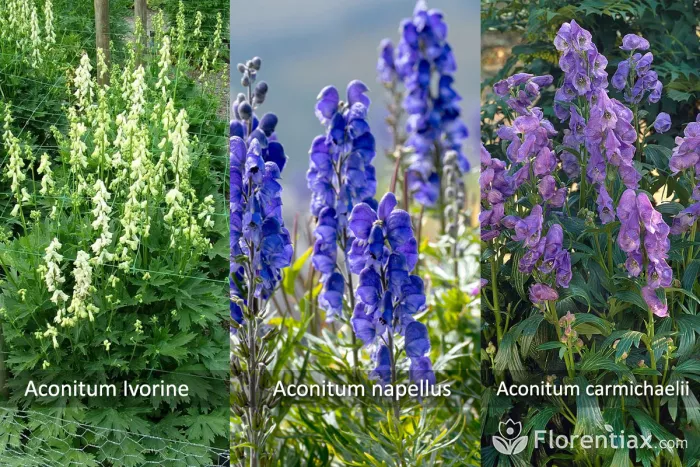 Types of Aconitum -  white - Ivorine, napellus and carmichaelii