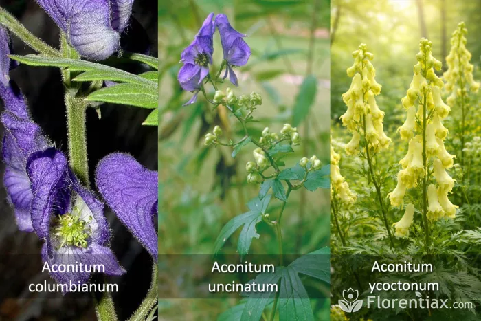 Types of Aconitum -  columbianum,  uncinatum, lycoctonum