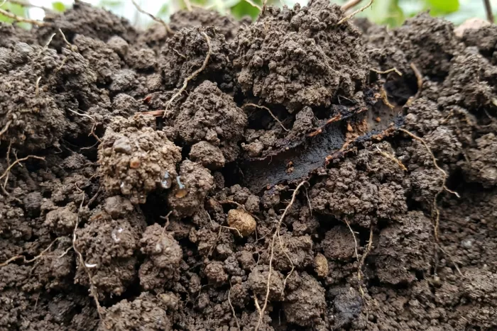 Healthy soil structure for root growth