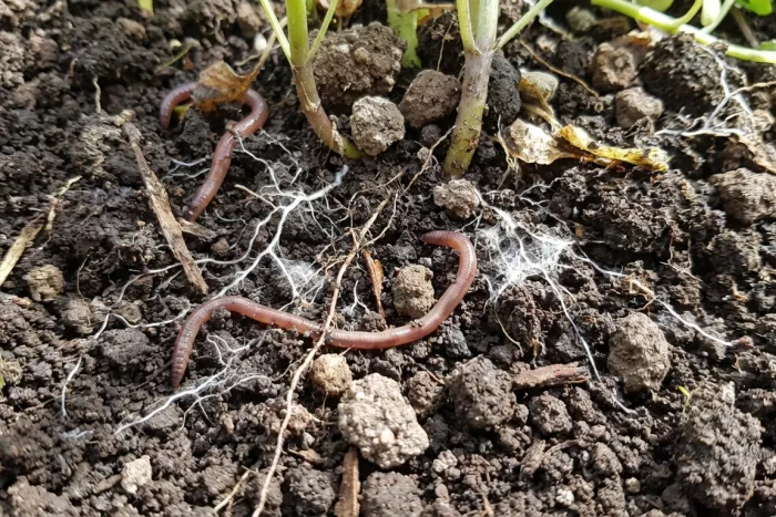 Soil microbial activity for nutrient cycling