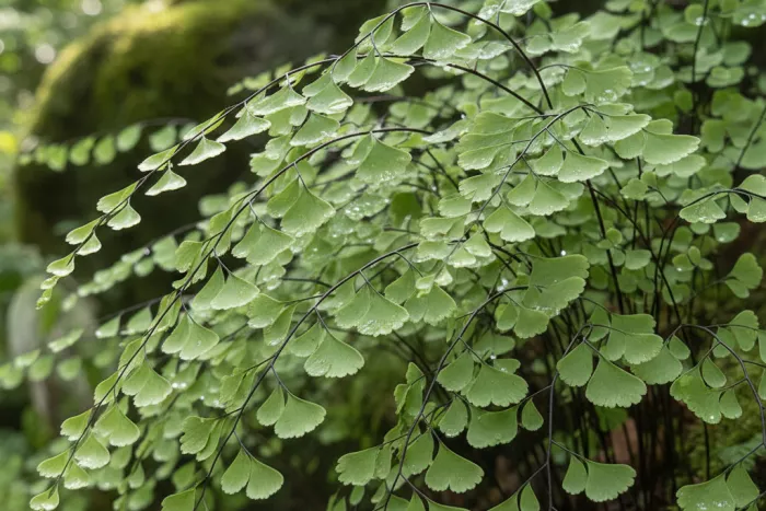 Adiantum maidenhair fern frond growth habit