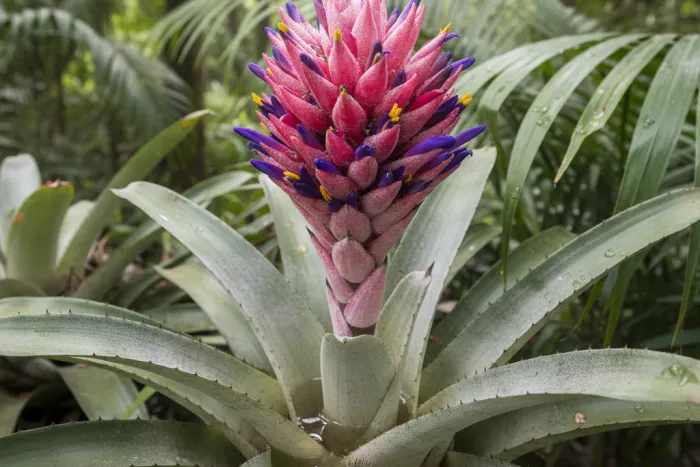 Aechmea bromeliad tank watering in rosette center