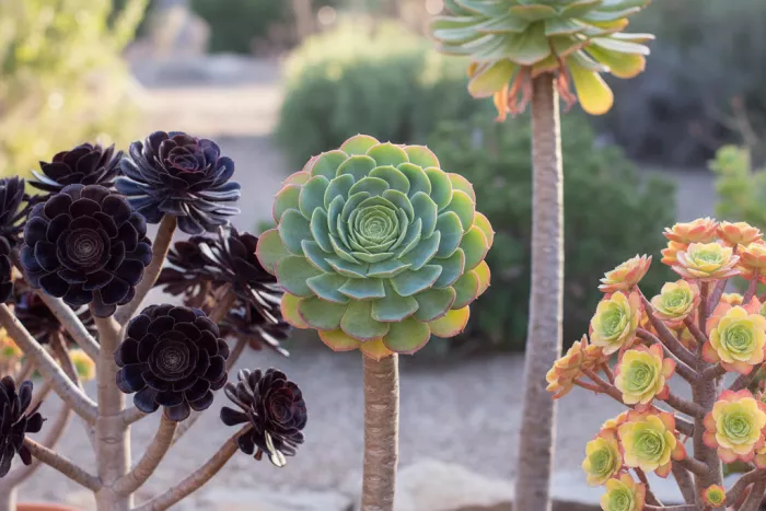 Aeonium rosette succulent mild climate care
