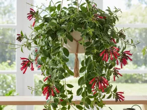 Aeschynanthus — Trailing Plant With Tubular Flowers and Easy Care