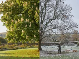 Aesculus — Large Tree With Seasonal Growth and Care Needs