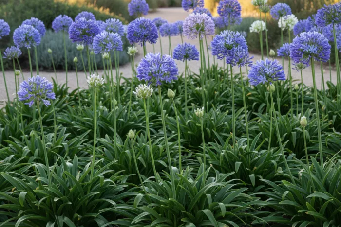 Agapanthus leaf clumps and tall flower stalks
