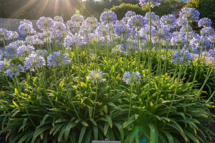 Agapanthus full sun light for more blooms