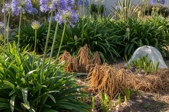 Agapanthus temperature tolerance and winter climate needs