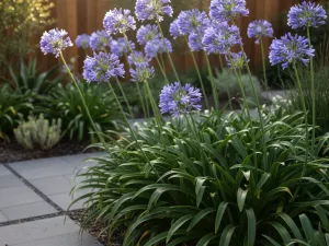 Agapanthus — Flowering Perennial With Tall Flower Stems