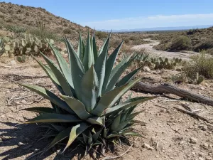 Agave — Drought-Tolerant Succulent With Minimal Care Needs
