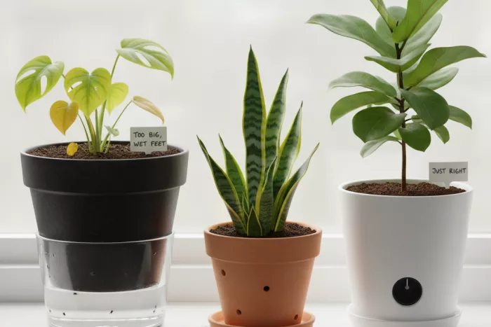 Proper indoor plant watering with drainage control