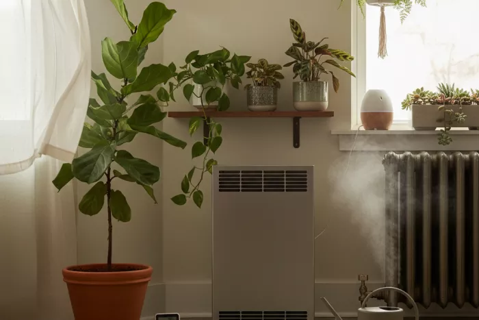 Indoor plant watering needs with airflow and heat