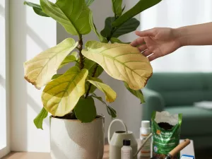 Why Plant Leaves Turn Yellow and How to Fix It