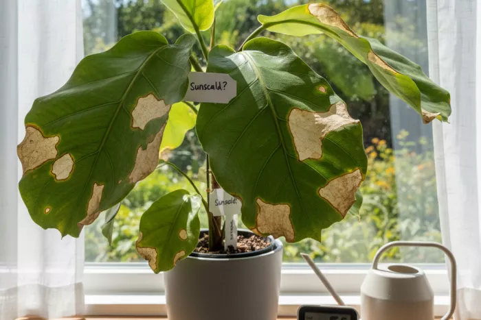 Environmental causes of brown leaf spots