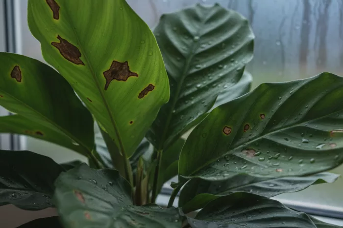 Sudden brown leaf spots causes and prevention