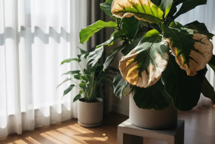 Environmental stress causing sudden brown leaf spots
