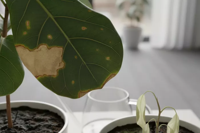 Overwatering and underwatering causing brown leaf spots