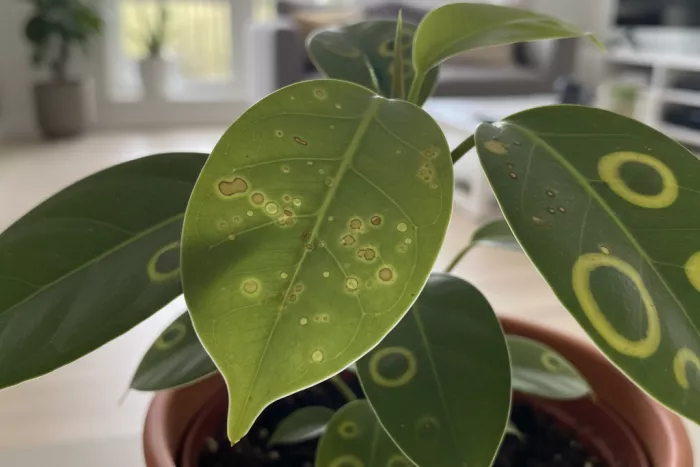 Early brown leaf spot infection symptoms