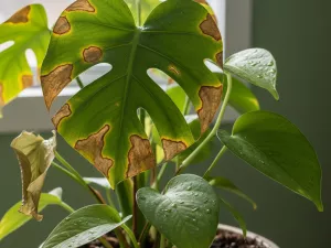 Why Healthy Leaves Suddenly Develop Brown Spots