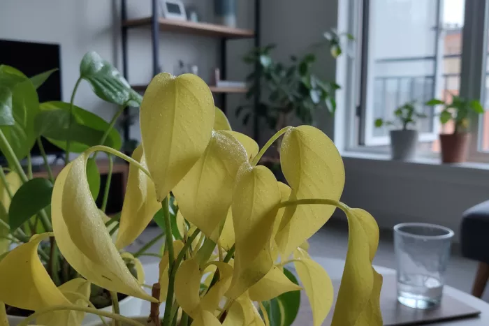 Sudden leaf yellowing chlorophyll loss causes
