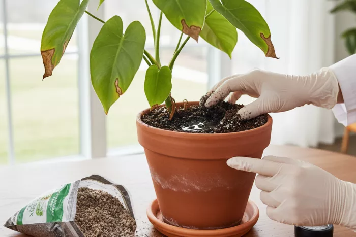 Potting soil causes of brown leaf spots