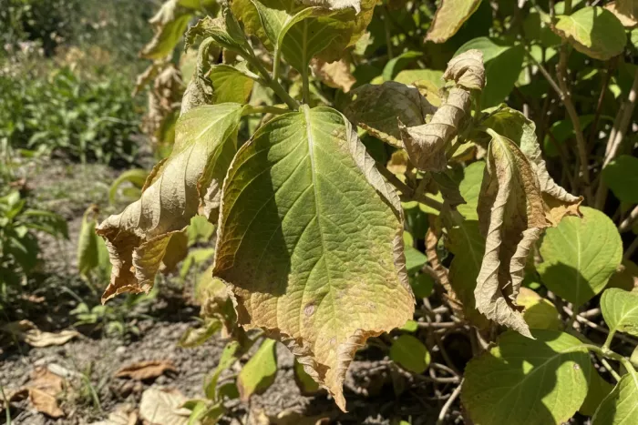 Weather stress causing yellowing garden leaves
