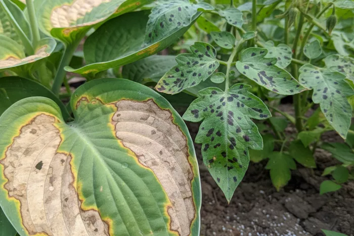 Sudden brown leaf spots plant stress causes