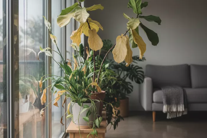 Indoor plant yellowing leaves from light imbalance