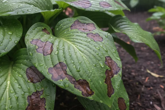 Post-rain leaf brown spots fungal moisture stress