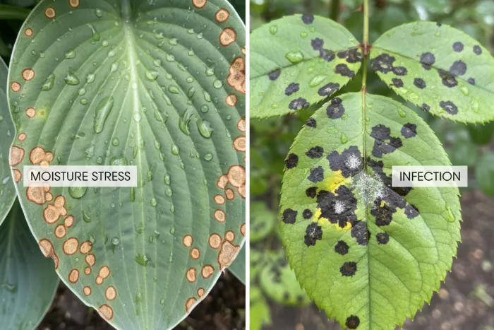 Brown leaf spots after rain fungal infection or moisture stress