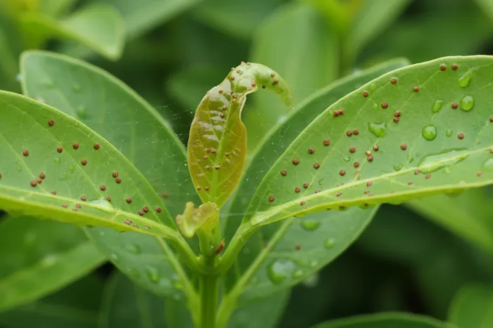 Brown speck leaf spot on new growth