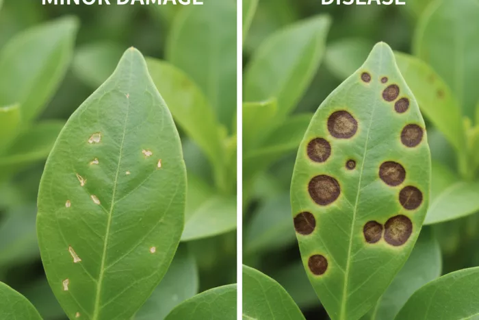 Tiny brown specks on young leaves diagnosis