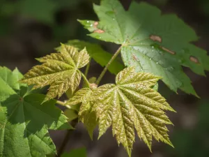 Tiny Brown Specks Spreading Across Young Leaves