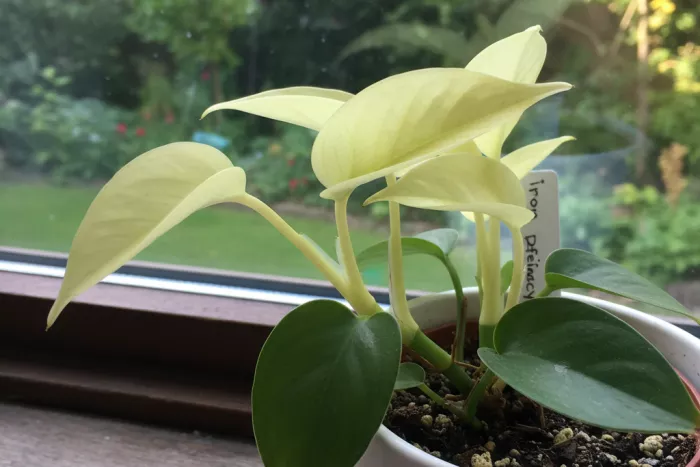 Chlorosis causing pale yellow new leaves