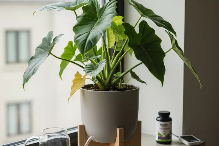 Preventing yellow new leaves in future growth