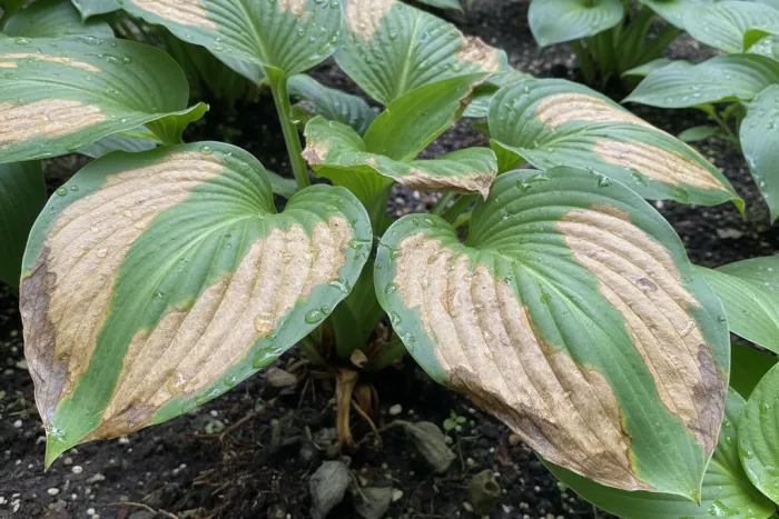 Large brown leaf patches from plant stress