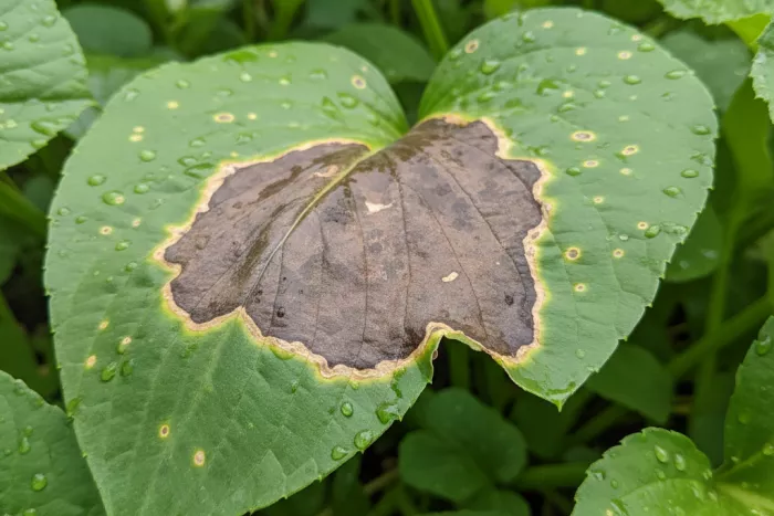 Expanding brown leaf lesions from fungal infection