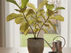 Yellow Leaves After Repotting – Stress or Damage