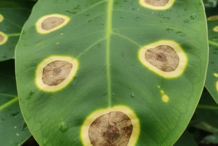 brown leaf spots with yellow halos diagnosis