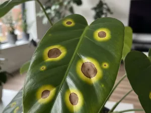 Brown Spots With Yellow Halos: Early Warning Signs