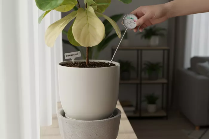Yellowing leaves from hidden overwatering in moist soil