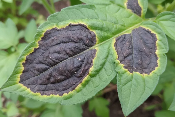 Dark leaf lesions from fungal or bacterial disease